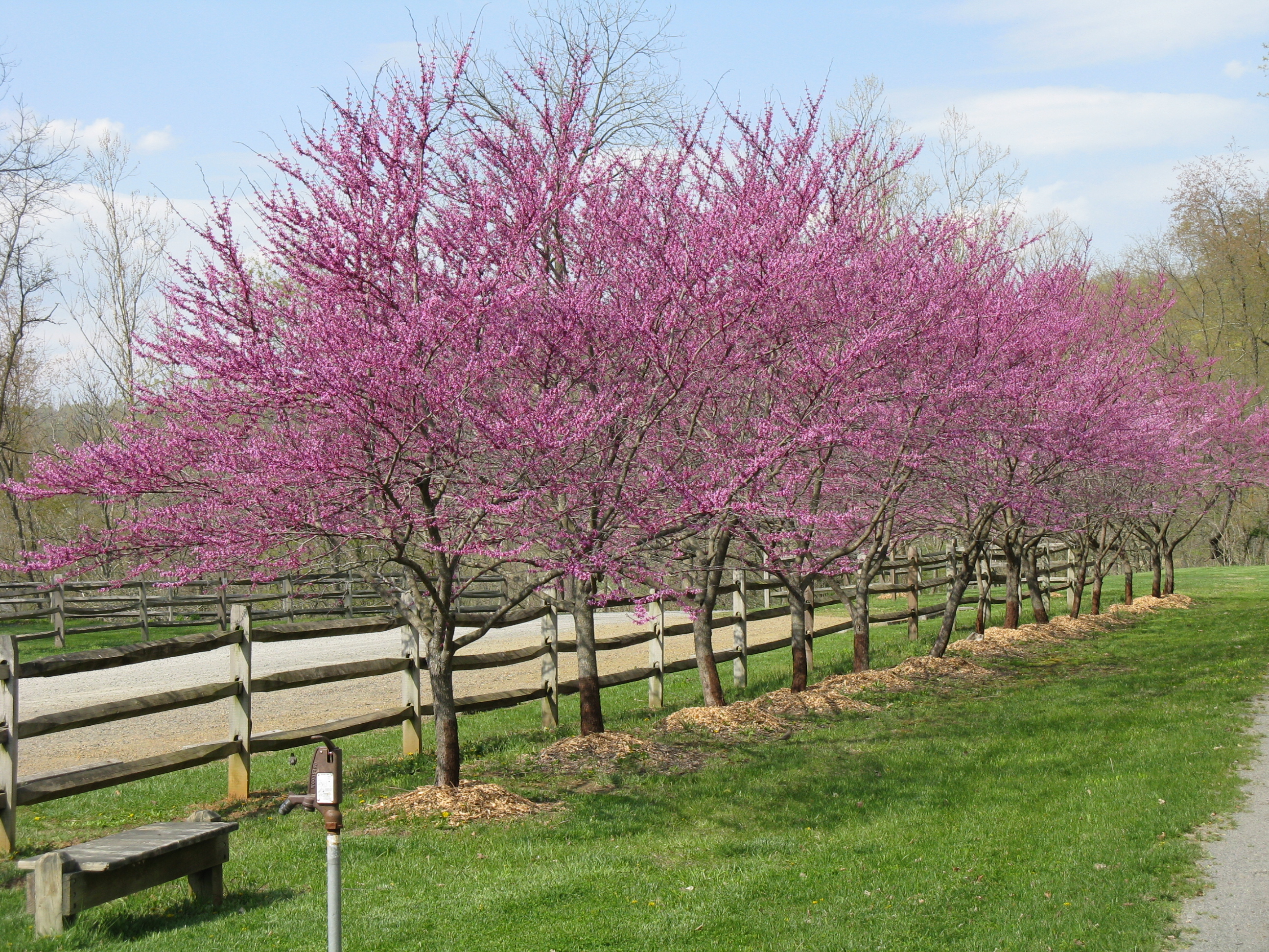 Redbuds on the New River Trail